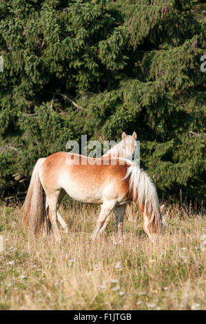 Haflinger mares grazing in the mountain Stock Photo