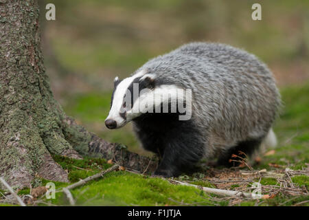 Meles meles / European Badger / Europaeischer Dachs running through a natural forest. Stock Photo