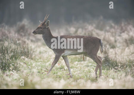 Dama dama / Fallow Deer / Damhirsch at crack of dawn on a dew covered natural meadow. Stock Photo