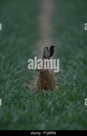 Feldhase / Hase / Brown Hare / European Hare / Hare sits in a cornfield and looks around. Stock Photo