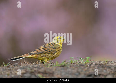 Yellowhammer / Goldammer ( Emberiza citrinella ) sits on the ground in front of purple blossoming heather. Stock Photo