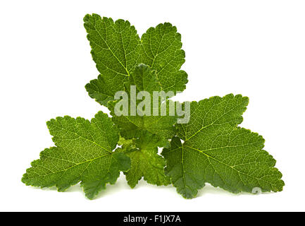 Currant leaf closeup isolated on white background Stock Photo
