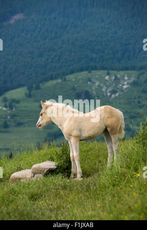 Haflinger foal in the mountain Stock Photo