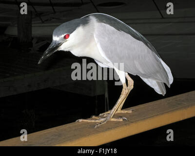 The bright red eye of a Black-crowned Night Heron glows from the camera's flash as the bird looks for prey from a fishing pier in Florida, USA. Stock Photo