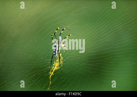 Black and Yellow Spider On Web Stock Photo
