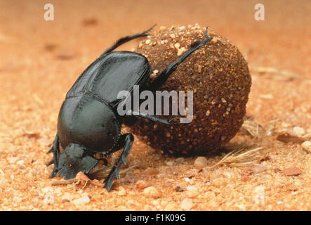 Close-Up of Dung Beetle Rolling Dung Ball Stock Photo