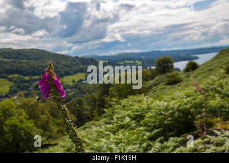 A view across Lake Windermere in The Lake District, England. Stock Photo