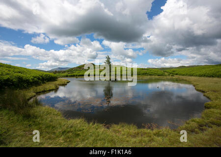 A view across a pond in the Lake District, England on a sunny summer's day. Stock Photo