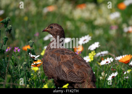 Cape spurfowl, or Cape francolin (Pternistis capensis) in the Postberg Nature Reserve West Coast National Park, South Africa. Stock Photo