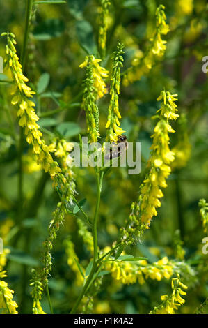 Steinklee; Melilotus, officinalis; Stock Photo