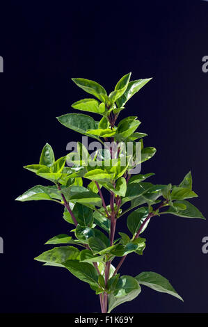 Strauchbasilikum; Ocimum, species; basilicum, Stock Photo