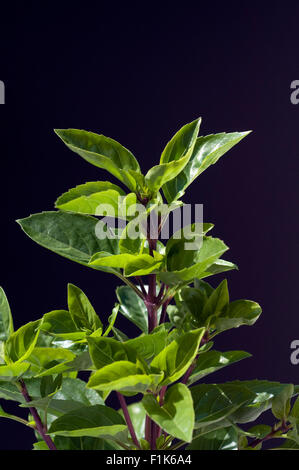 Strauchbasilikum; Ocimum, species; basilicum, Stock Photo