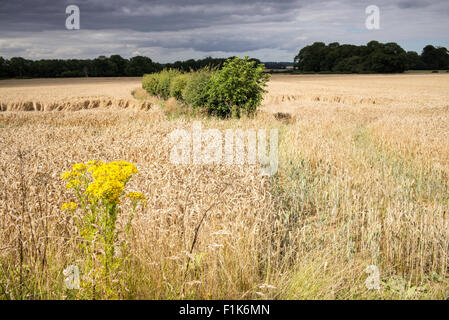 A wildflower at the forefront of an expansive field of ripe wheat, Howardian Hills, North Yorkshire, England, UK Stock Photo