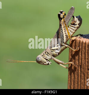 Differential Grasshopper Grasshopper insect bug Melanoplus differentialis pest Stock Photo