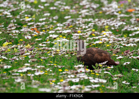 Cape spurfowl among  wild flowers blooming in Spring in the in the Postberg Nature Reserve , Langebaan,South Africa. Stock Photo