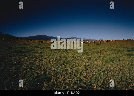 Cows Grazing in Field Sedgefield, Western Cape, South Africa Stock Photo