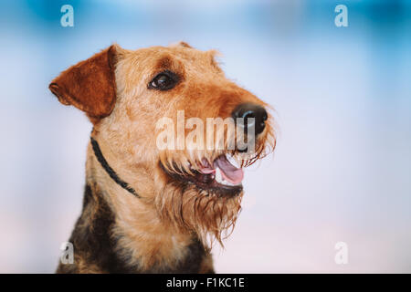 Beautiful Brown Airedale Terriers Dog Close Up Portrait. Stock Photo