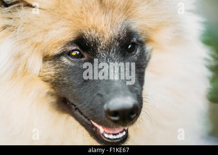 Gray Keeshound, Keeshond, Keeshonden Dog (German Spitz) Wolfspitz Close Up Portrait Stock Photo