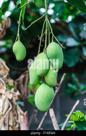 Growing exotic mango tree tropical fruit from a seed, germinated sprout