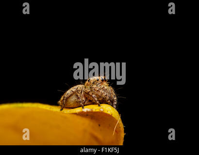 jumping spider on yellow leaf close up