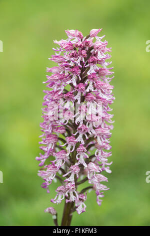 Hybrid Lady x Monkey Orchids (Orchis purpurea x O. simia). Hartslock, Buckinghamshire, England Stock Photo