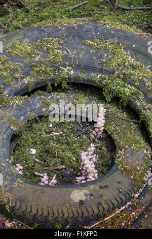 Toothwort: Lathraea squamaria. Parasite on Hazel roots.  Surrey, England Stock Photo