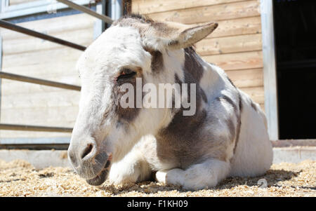 A miniature donkey lying down outside a barn stall. Stock Photo