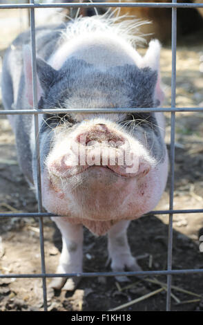 A smiling pig sticking his head through a fence. Stock Photo