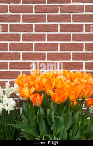 Orange tulips and small white daffodils growing against a painted brick wall in spring. Stock Photo