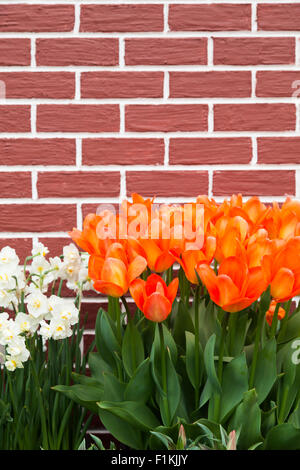 Orange tulips and small white daffodils growing against a painted brick wall in spring. Stock Photo
