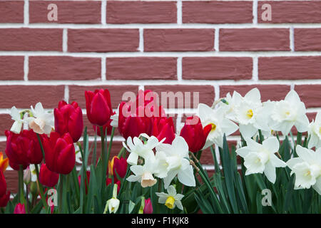 Red tulips and white daffodils growing in springtime against a painted brick blurred background. Stock Photo