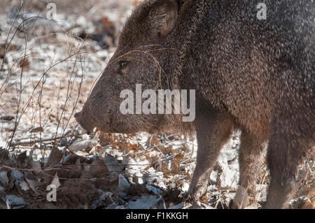 Collared Peccary, javelina  or Skunk pig  Bosque del Apache National Wildlife Refuge New Mexico Stock Photo