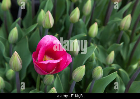 One delicate pink tulip bloom stands open in a group of tulip buds that are still closed. Stock Photo