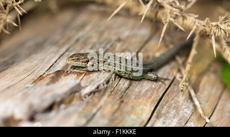 Sand lizard basking in September Stock Photo