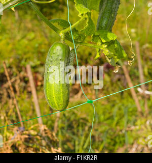 Organic cucumber on a garden bed close-up Stock Photo
