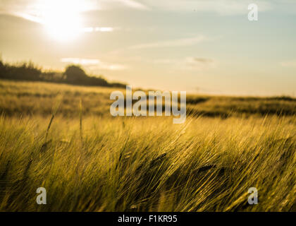 Corn field in East Yorkshire Stock Photo