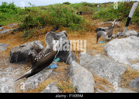 Blue footed Boobies mating dance, Galapagos Islands, Ecuador, South America. Stock Photo