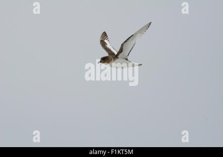 Antarctic petrel Thalassoica antarctica in flight near the Weddell Sea Antarctica Stock Photo