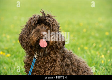A Cocapoo dog, front view closeup Stock Photo