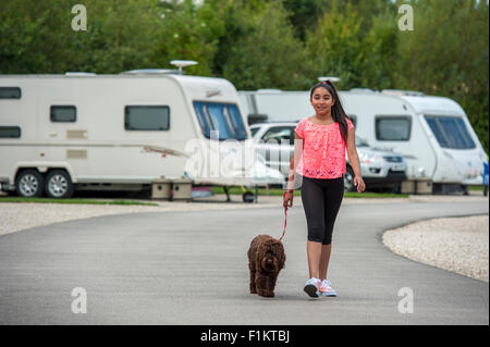 Girl walking pet Cockapoo in a caravan park,UK Stock Photo