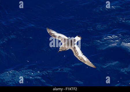 Antarctic petrel Thalassoica antarctica in Antarctica Stock Photo