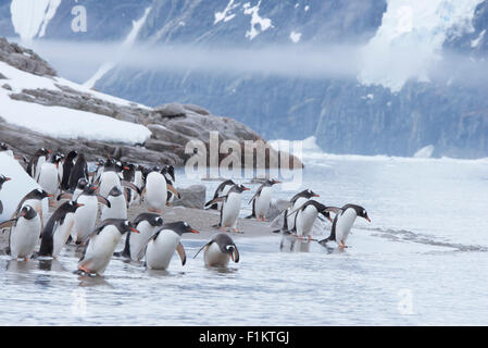 A group of gentoo penguins Pygoscelis papua entering the water in the Antarctic Peninsula Stock Photo