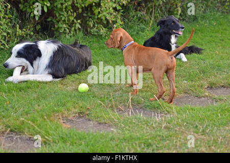 Eight week old Vizsla puppy seeking attention from adult border collies Stock Photo