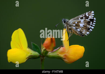 A grizzled skipper at rest on yellow bird's foot trefoil Dorset UK Stock Photo