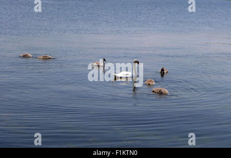 Family of swans on Lake Ontario. Stock Photo