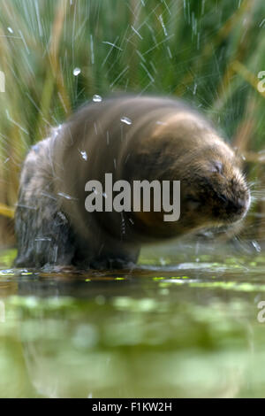 Water Vole (Arvicola Amphibius) Stock Photo