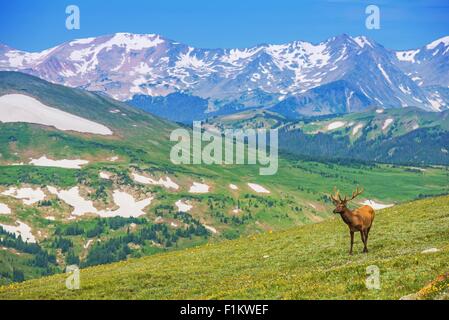 Lonely Elk on the Alpine Meadow in Colorado, United States. Colorado Rocky Mountains Wilderness. Stock Photo