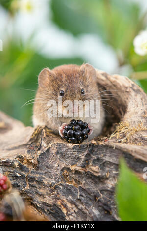 Bank vole (Myodes glareolus) feeding on blackberries Stock Photo