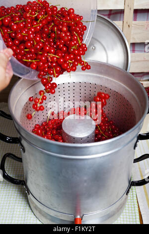 Pour ripe red, washed currants in the steam juicer to make currant syrup Stock Photo