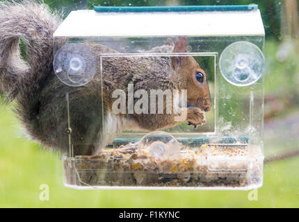 A grey squirrel sits on an outdoor window bird feeder and eats the bird food of nuts and fat. Stock Photo